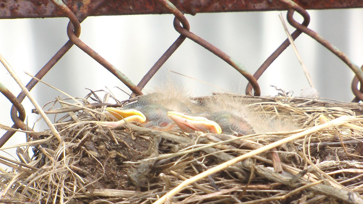 Под крышей дома свили гнездо. Воробей свил гнездо. Птицы свили гнездо под крышей примета. Птица свила гнездо примета. Птичка свила гнездо.