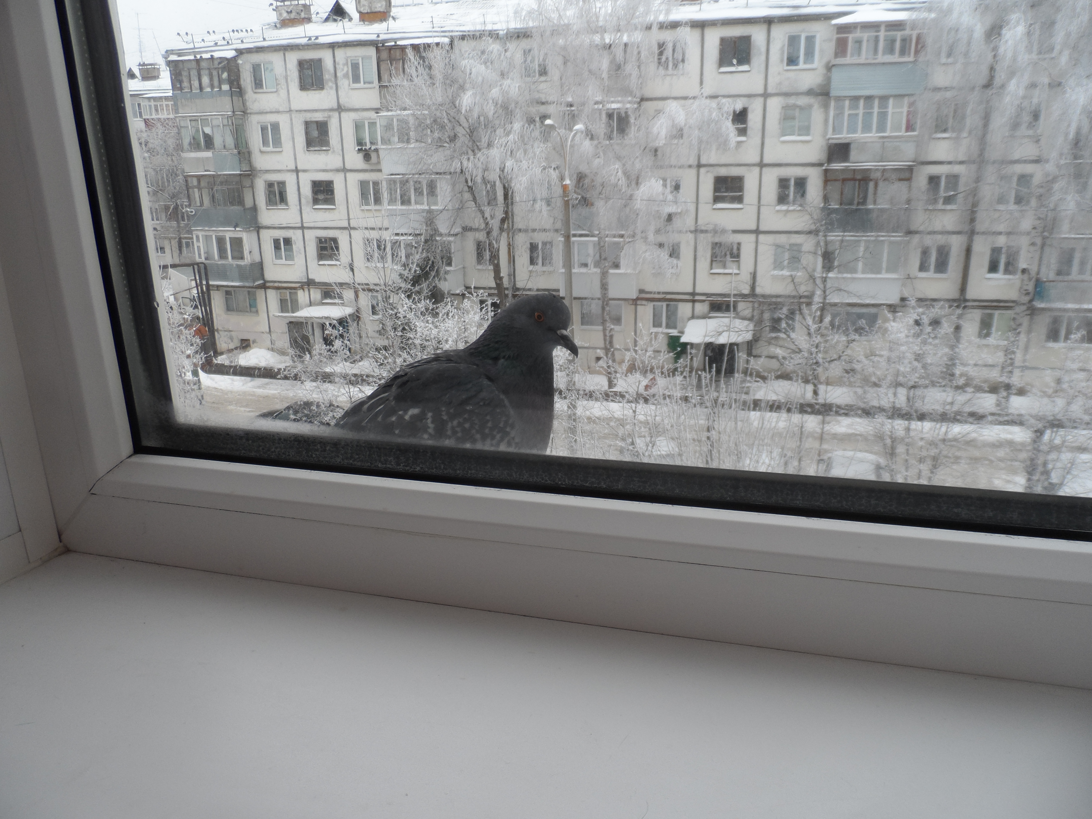 Ворона стучит в окно. Голубь на подоконнике. Птица на подоконнике. Птицы на окна. Птицы за окном.