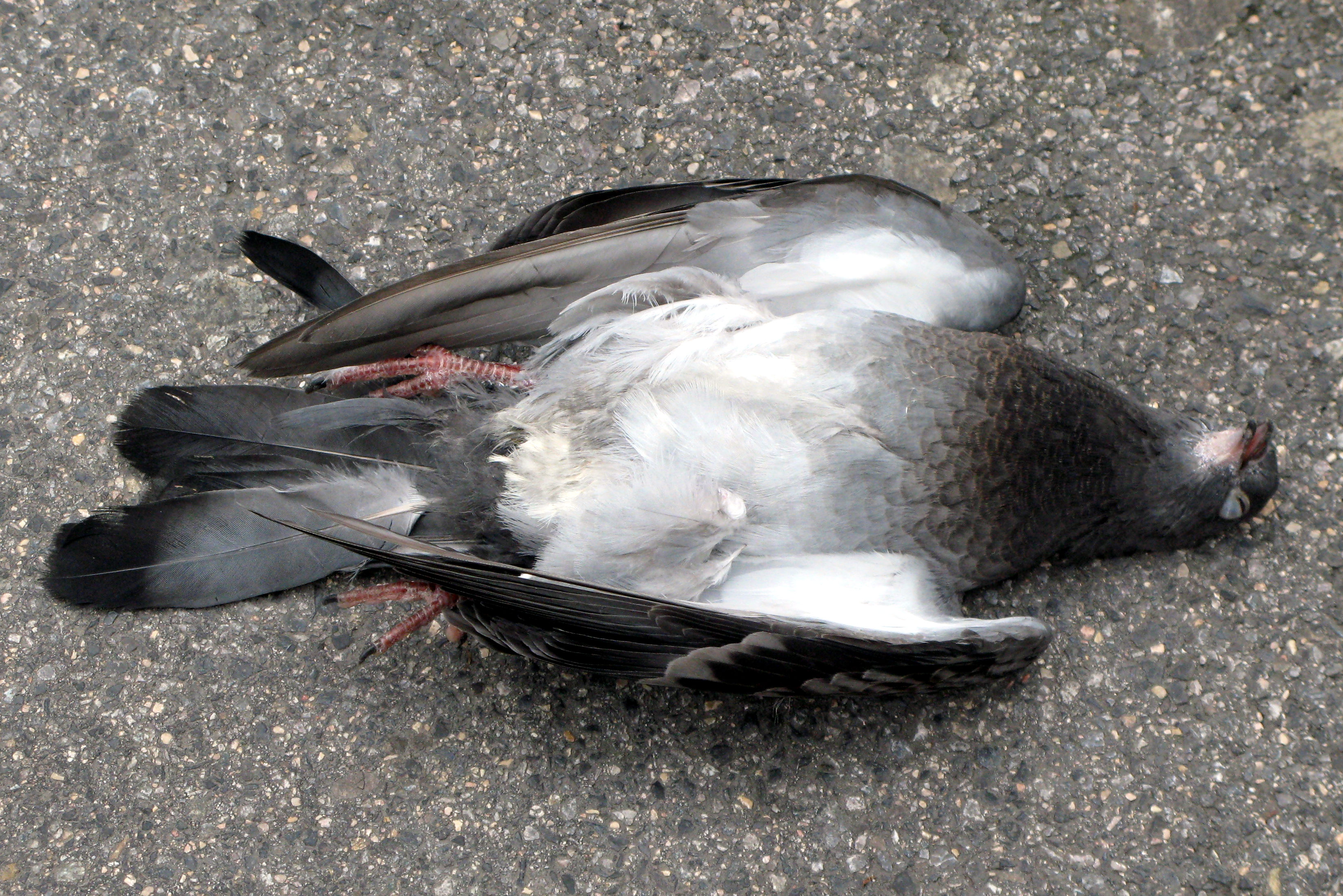 К чему увидеть мертвую птицу?
