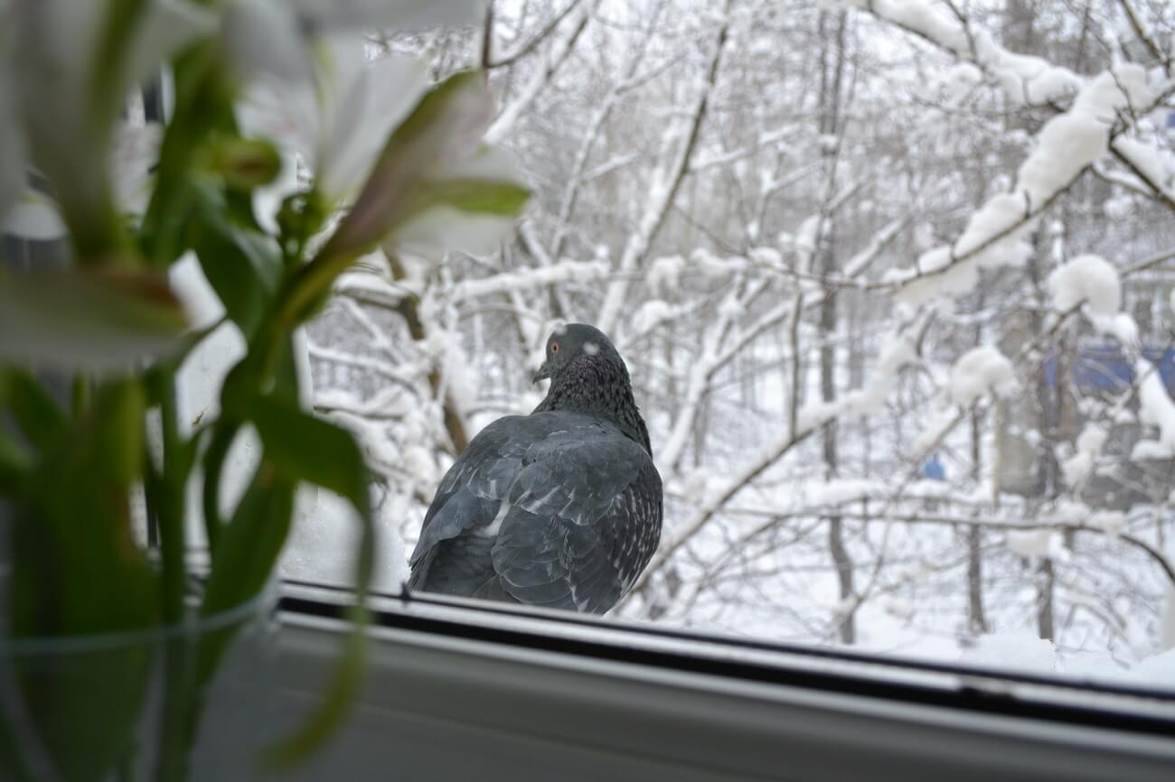 Ворон стучит в окно. Птица на подоконнике. Птицы на окна. Голубь за окном. Голубое окно.