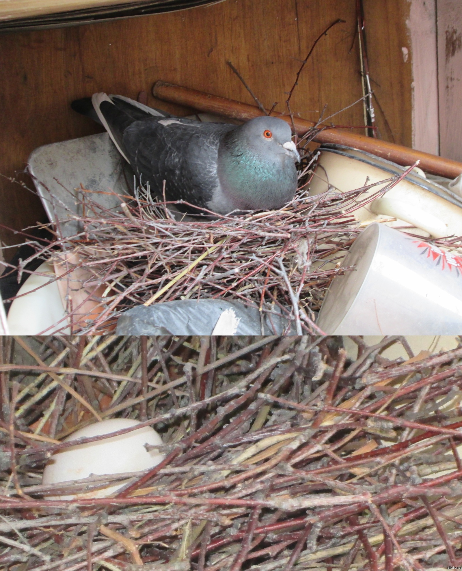 Голуби свили гнездо на балконе. Что это за примета?