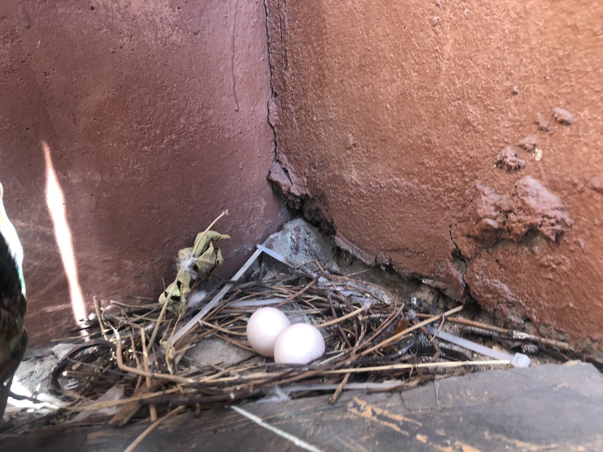 Голуби свили гнездо на балконе. Что это за примета?
