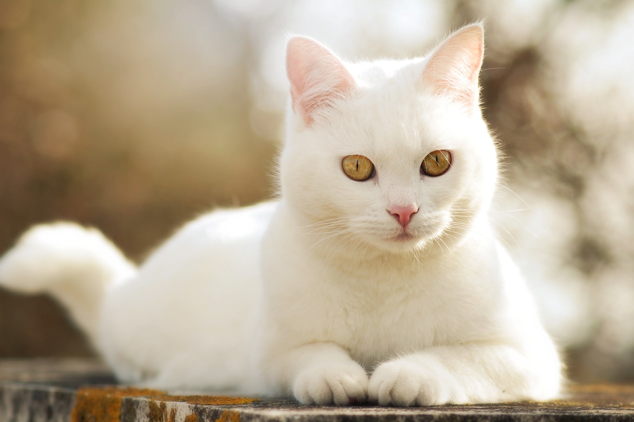 Белая кошка в доме: приметы и поверья