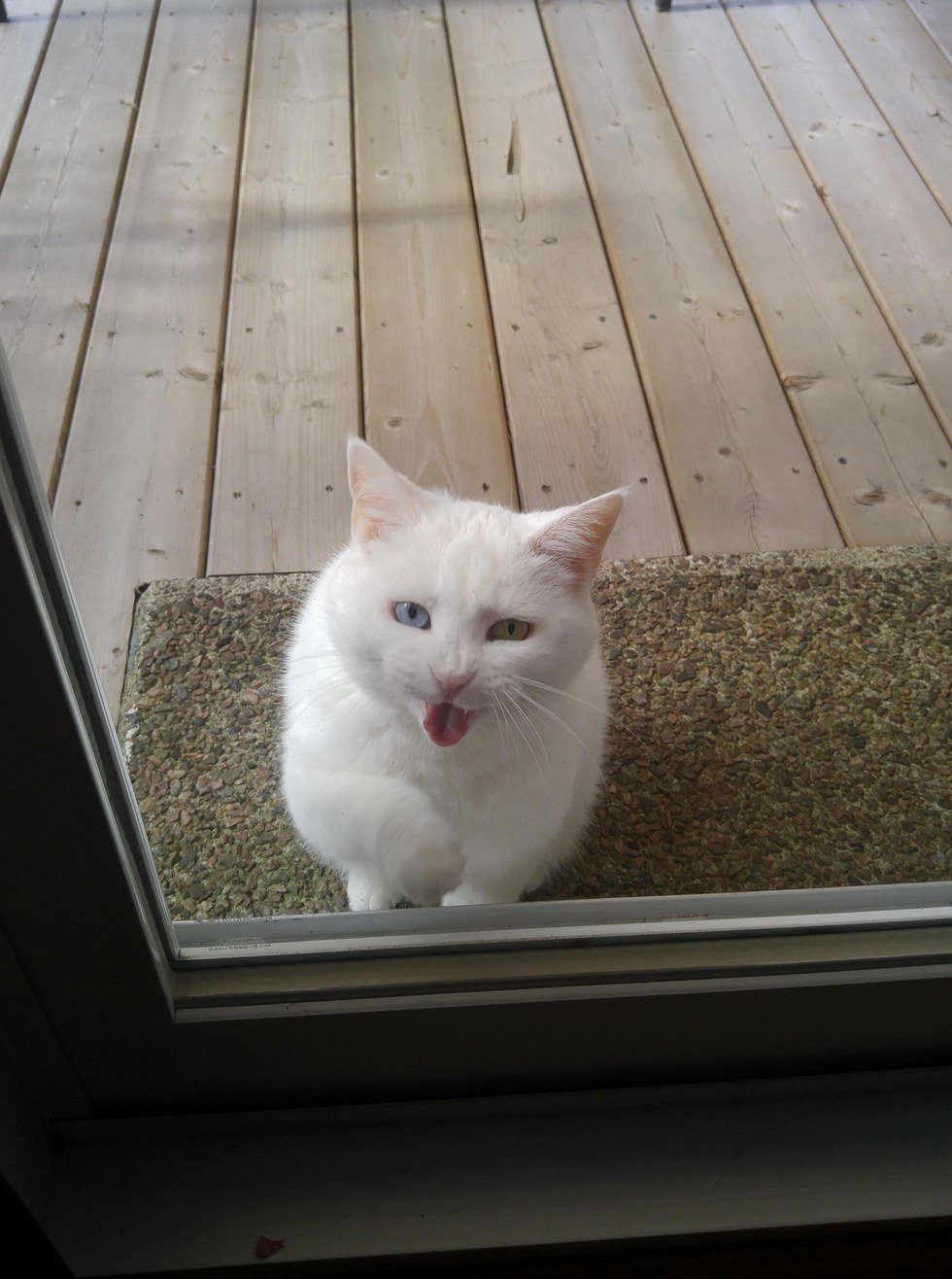 Белая кошка в доме: приметы и поверья